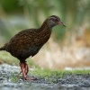Chrastal weka - Gallirallus australis - Weka 1411